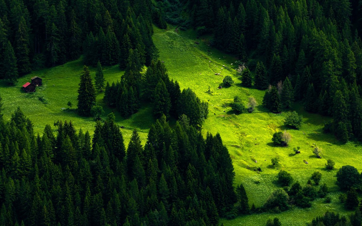 Швейцария зеленая сосны