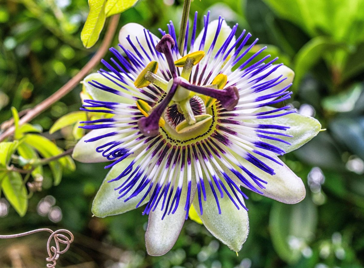 Пассифлора (Passiflora)