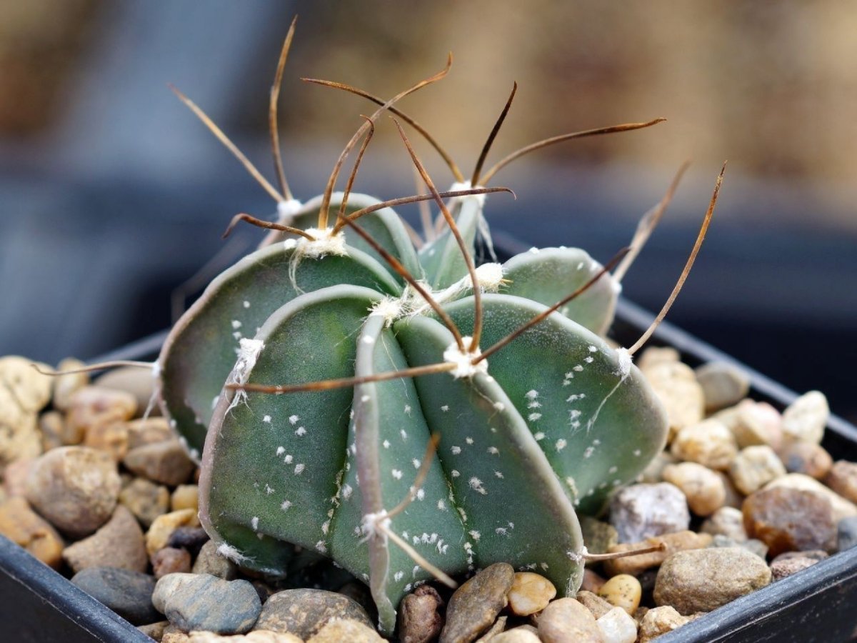 Astrophytum Asterias Superkabuto