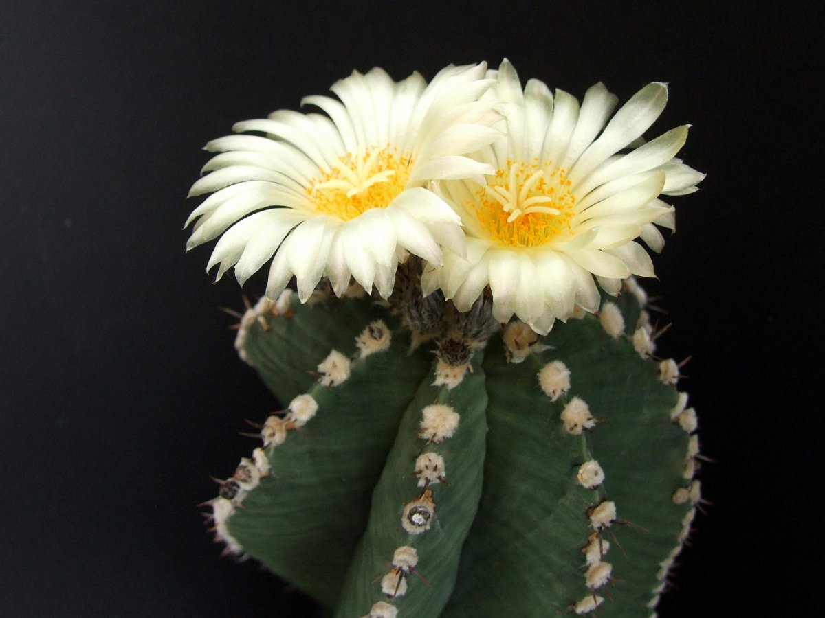 Astrophytum ornatum f.nudum