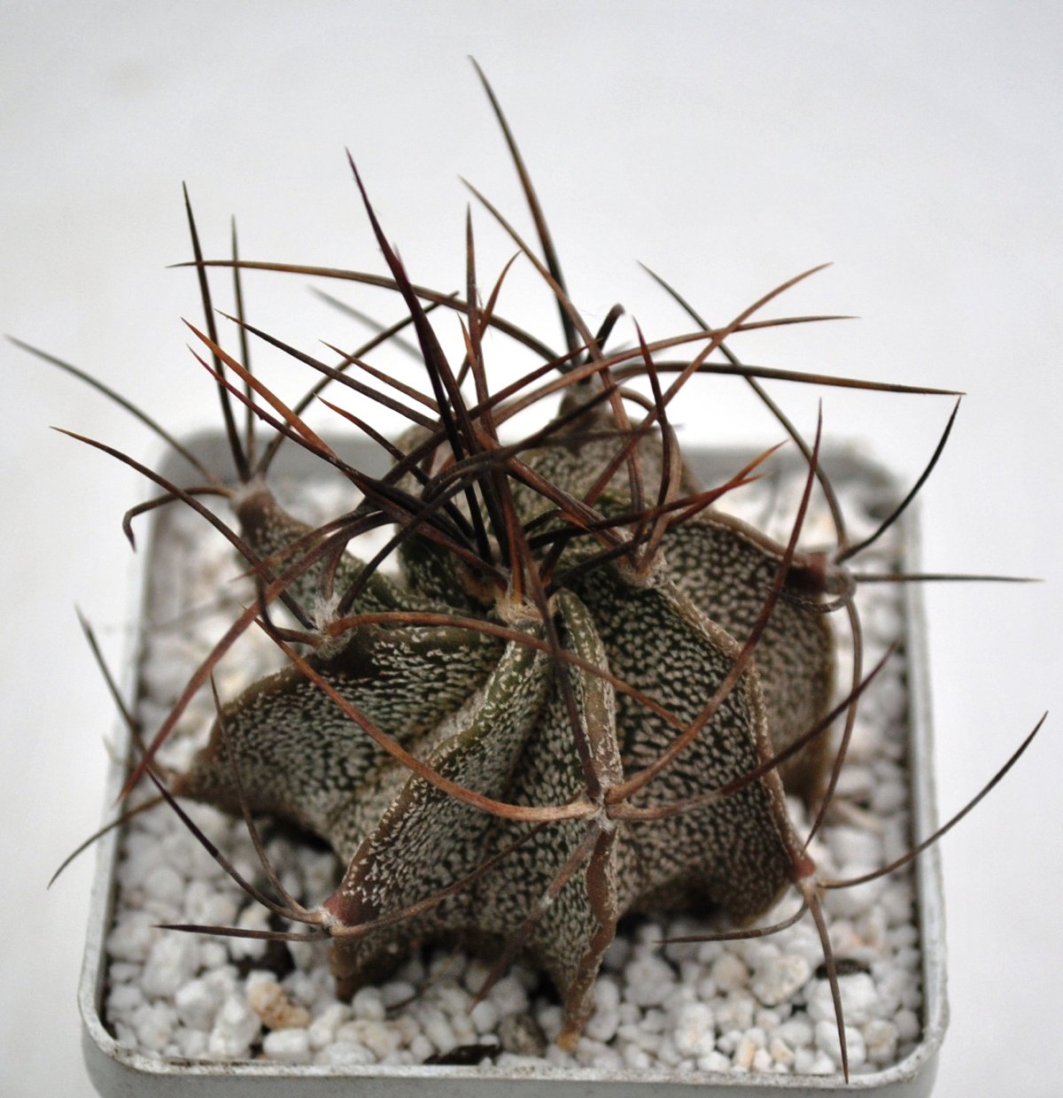 Astrophytum Capricorne v. Major