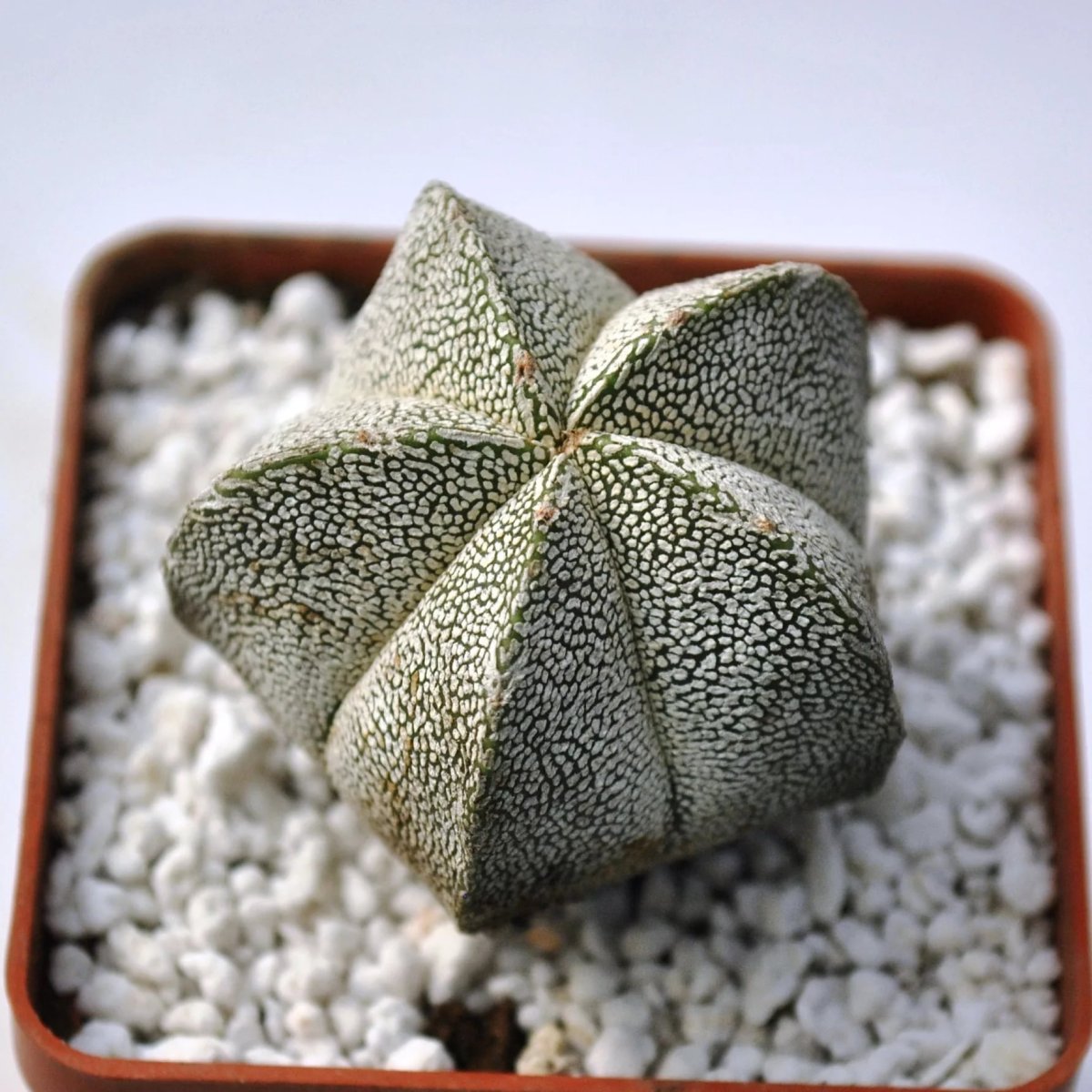 Astrophytum myriostigma
