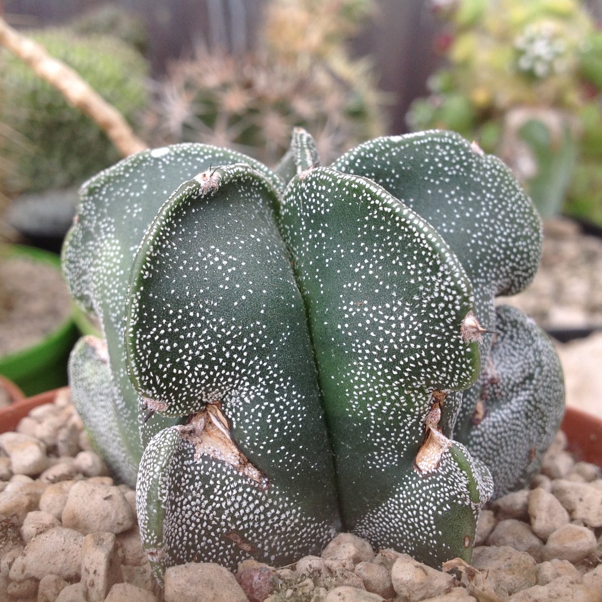 Astrophytum myriostigma