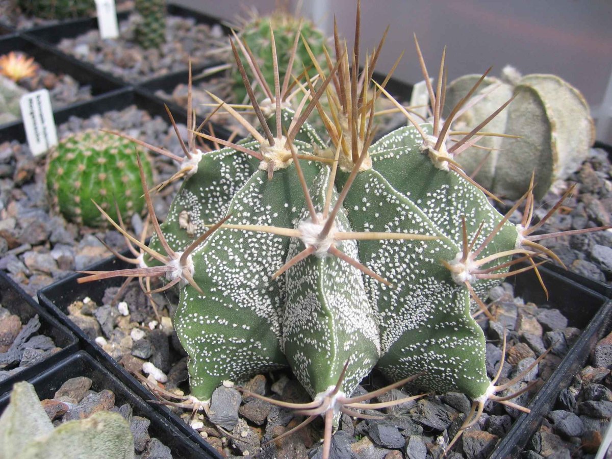 Астрофитум орнатум Astrophytum ornatum