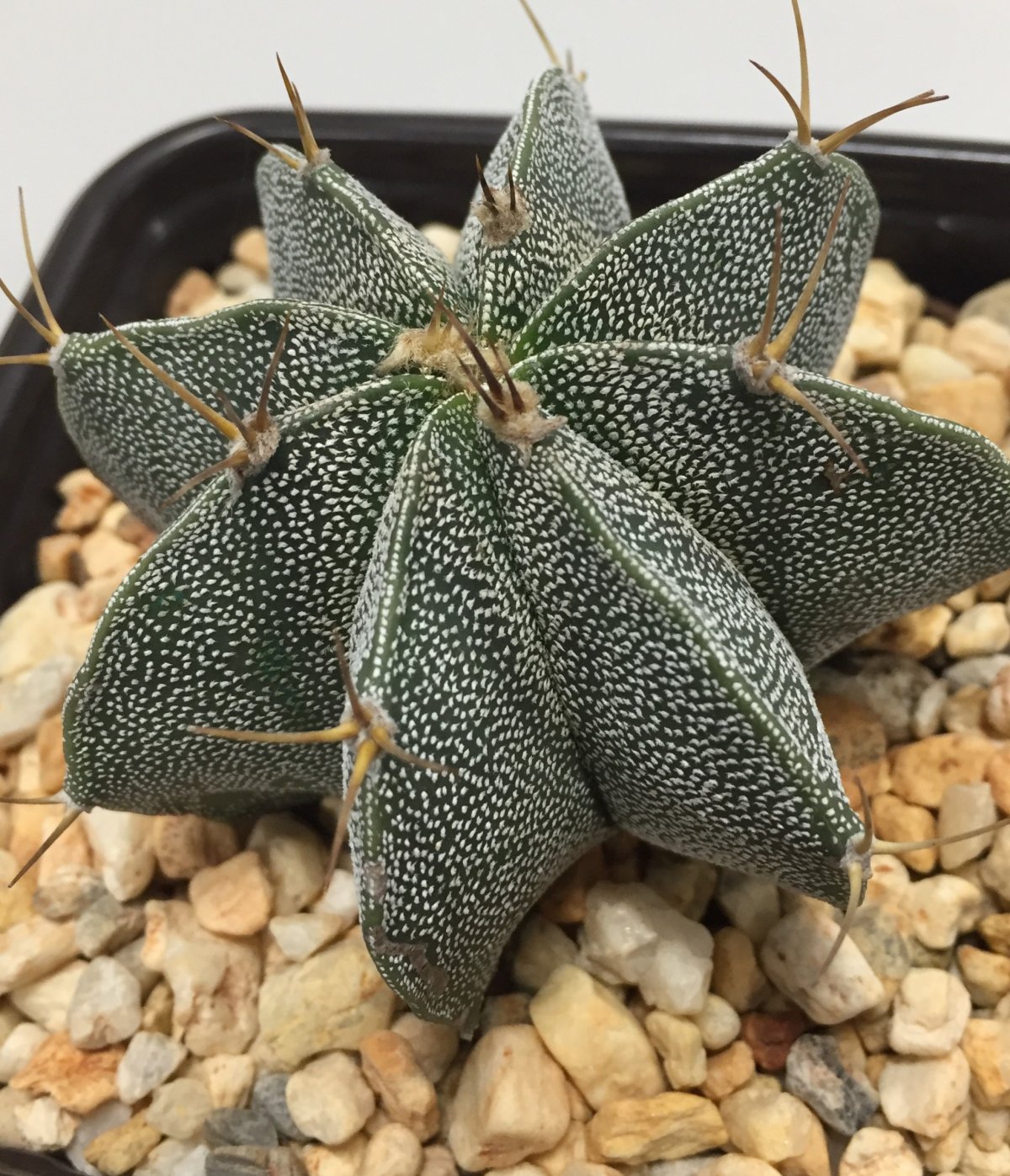 Морская Орхидея Sagaminopteron ornatum