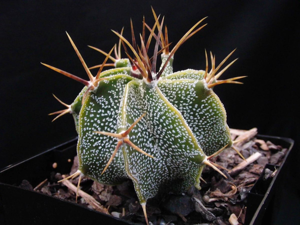 Астрофитум орнатум Astrophytum ornatum