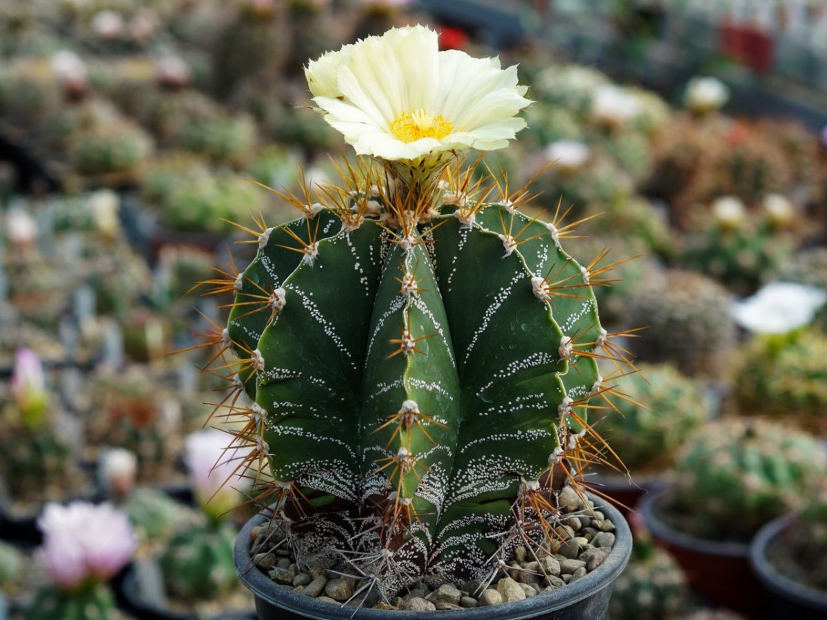 Astrophytum niveum p270