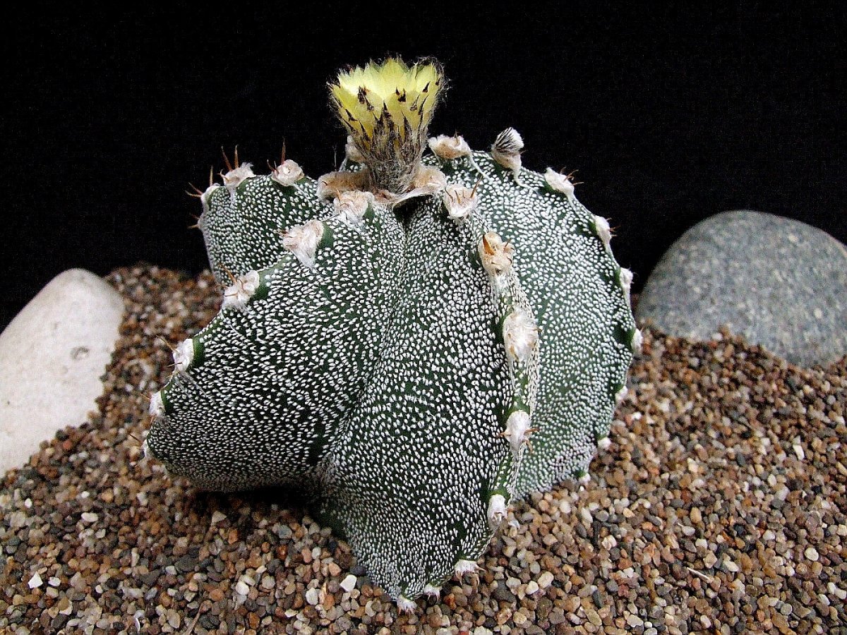 Astrophytum Asterias x myriostigma