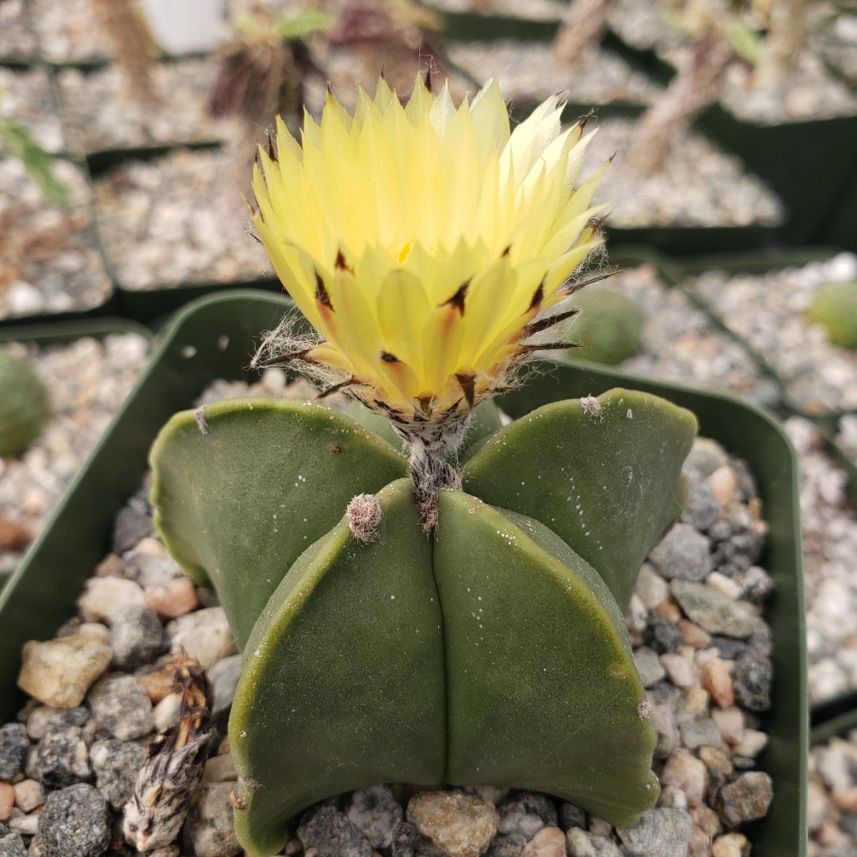 Astrophytum myriostigma f. nudum