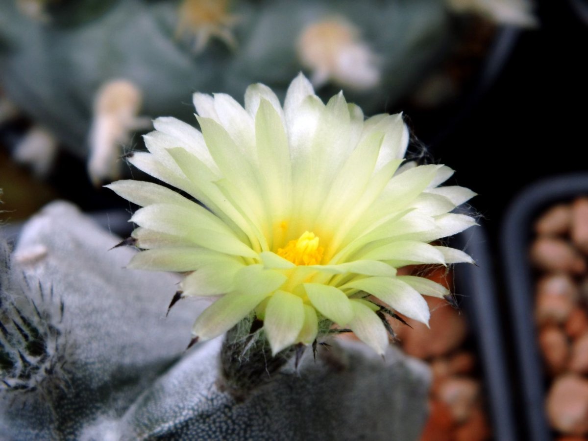 Astrophytum ОRNATUM V. Virens