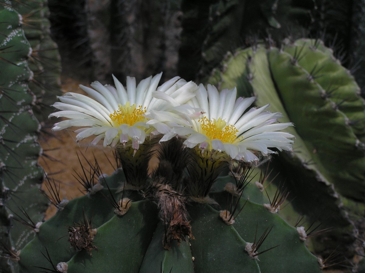Astrophytum ornatum 'glabrescens'