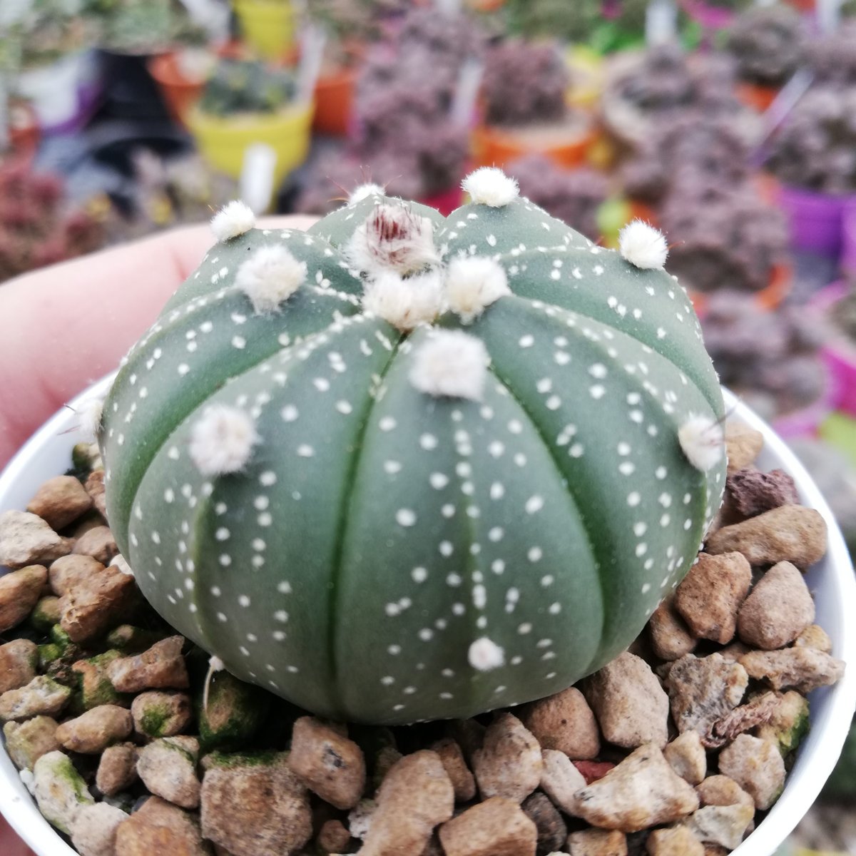 Astrophytum Asterias