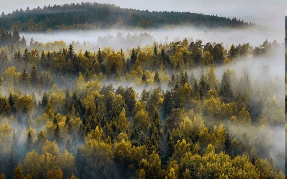 Финская Карелия лес