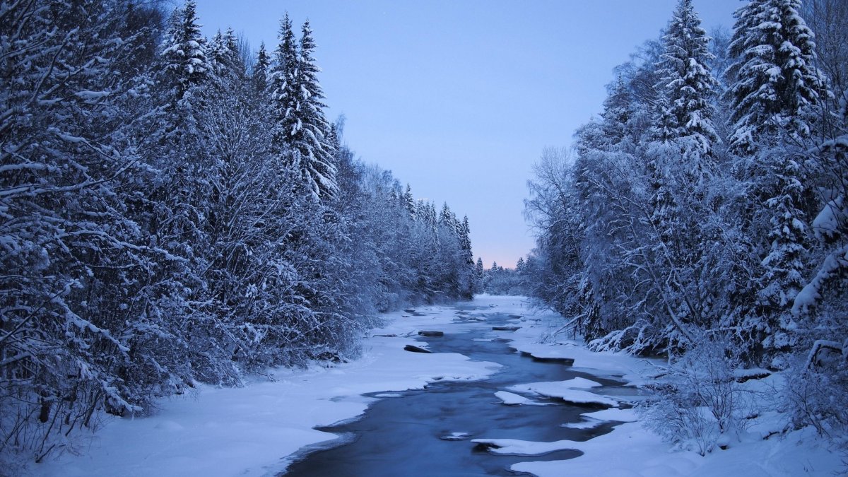 Зимний лес
