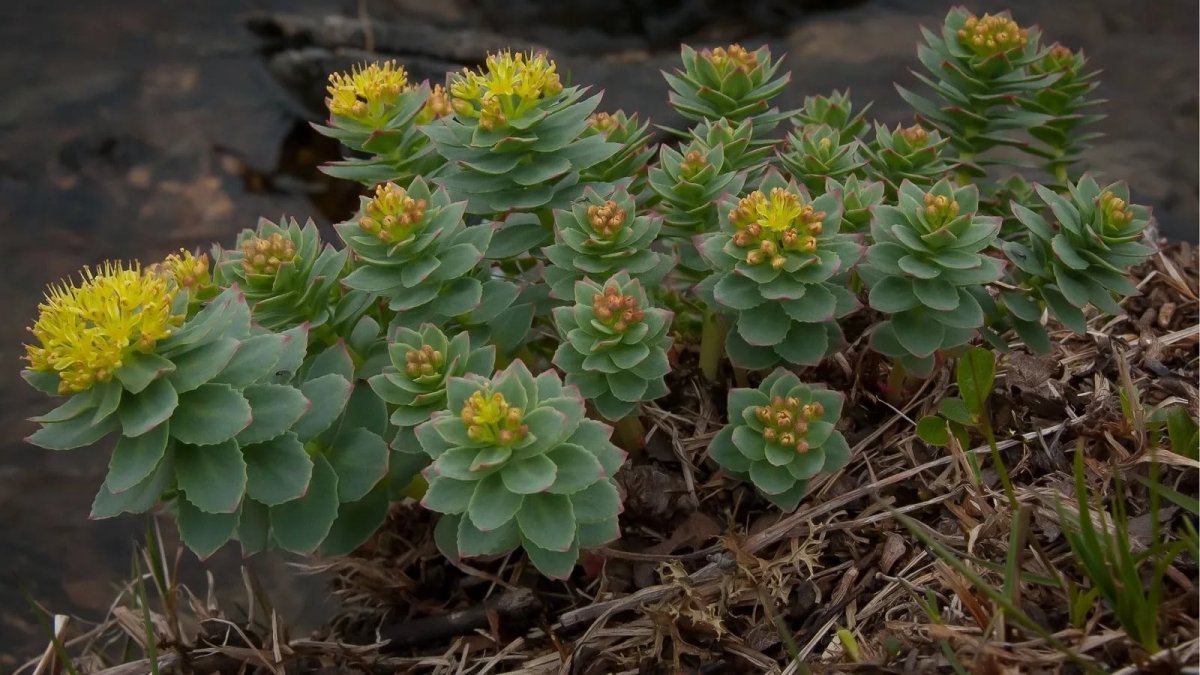 Родиола розовая Rhodiola rosea