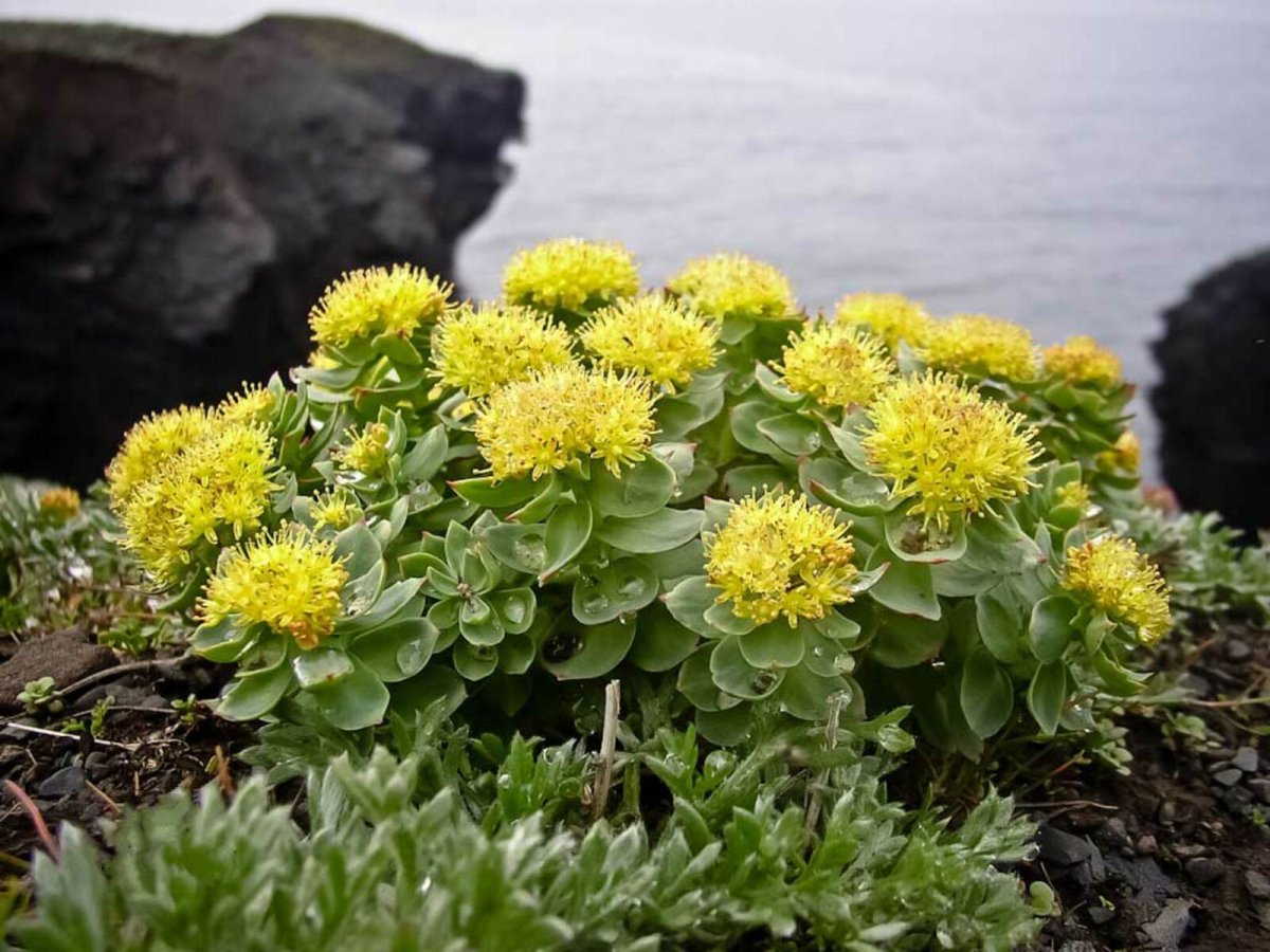 Золотой корень Rhodiola rosea