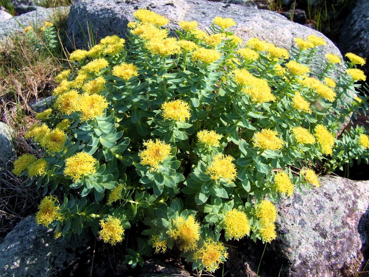Родиола розовая Rhodiola rosea