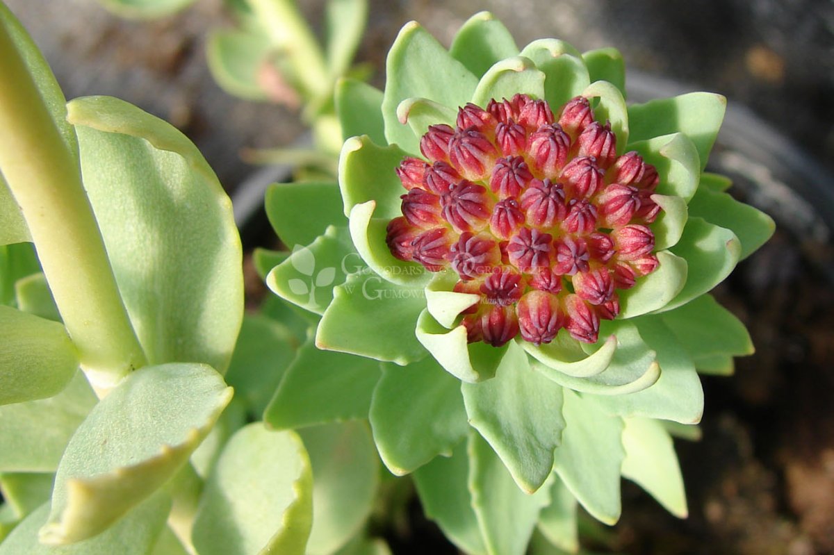 Родиола розовая золотой корень Rhodiola rosea l