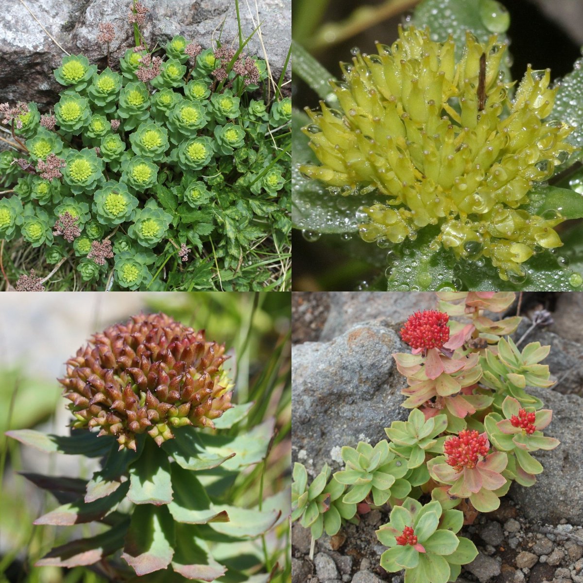 Родиола розовая Rhodiola rosea