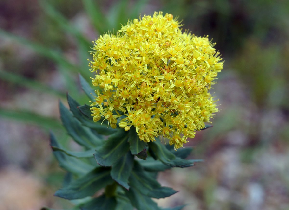 Родиола розовая Rhodiola rosea