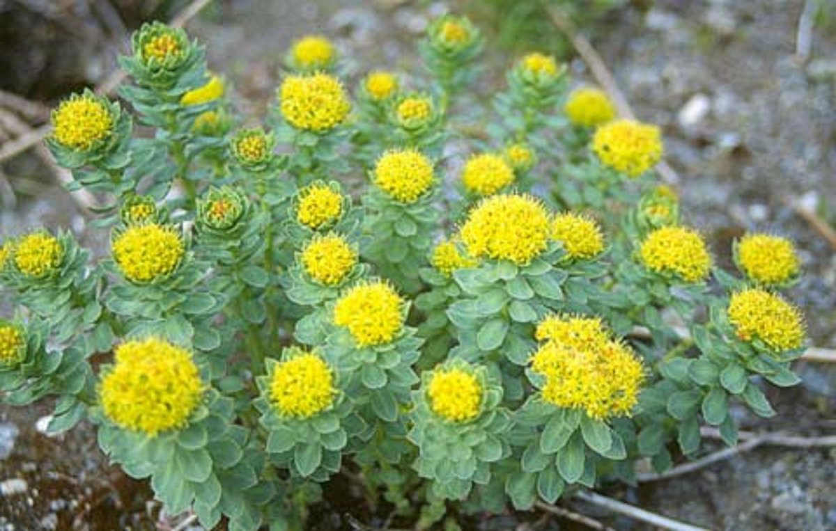 Родиола розовая (лат. Rhodiola rosea)