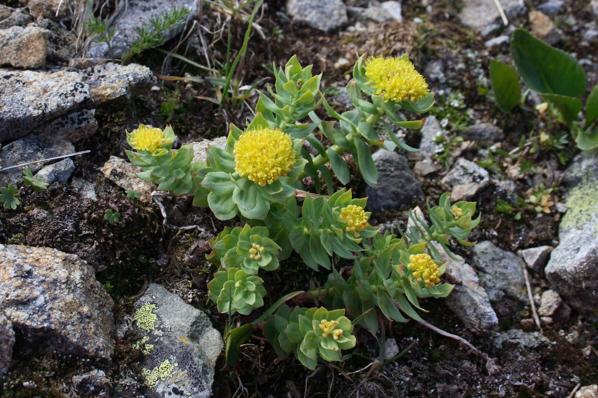 Родиола розовая Rhodiola rosea