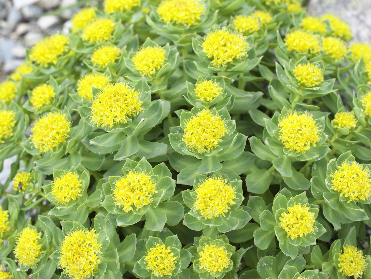 Золотой корень Rhodiola rosea