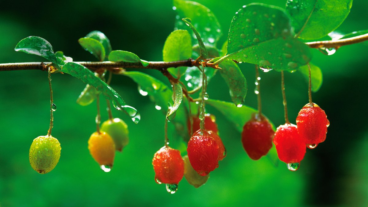Oleaster Berries