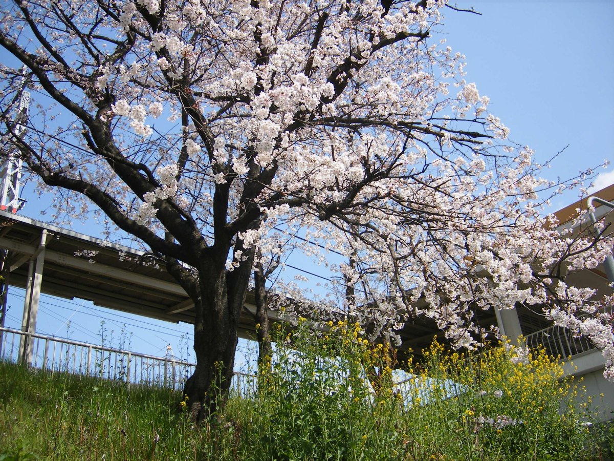 Prunus serrulata или Сакура