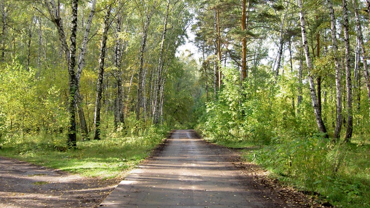 Обочина шоссе Березовая роща