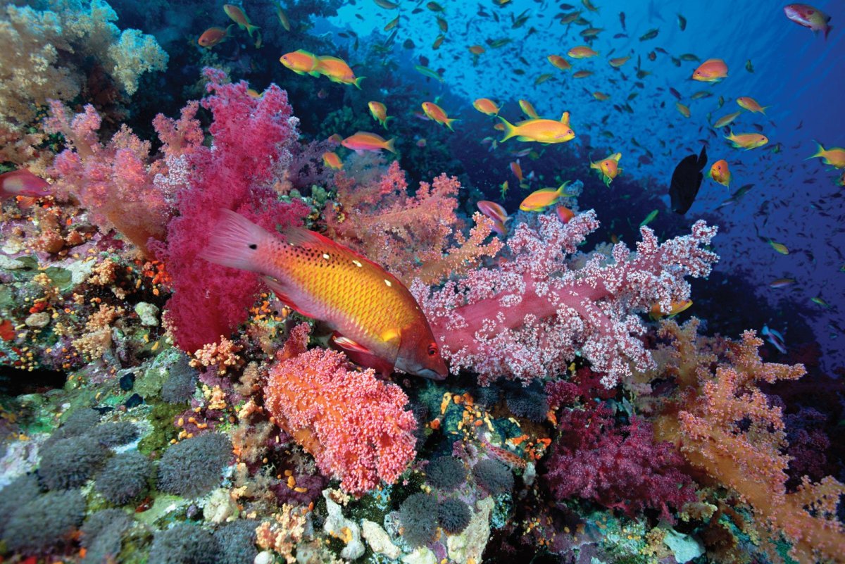 The Northern Red Sea
