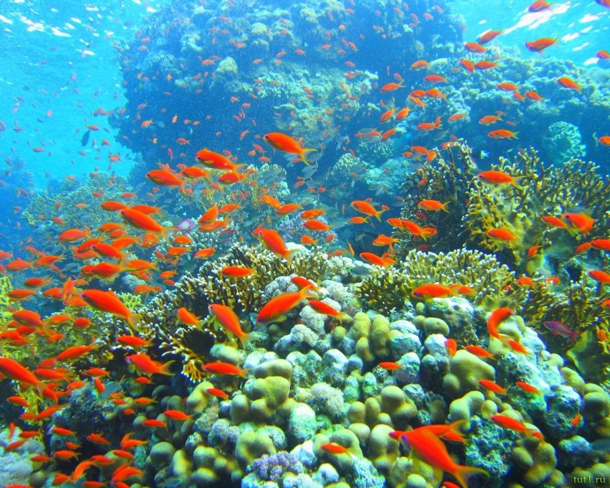 Красное море заповедник рас-Мохаммед