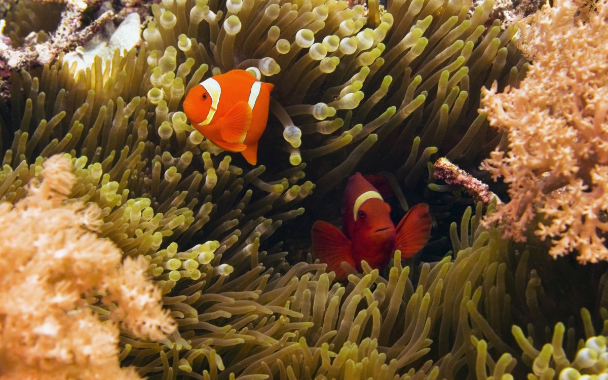 Красное море рыба клоун