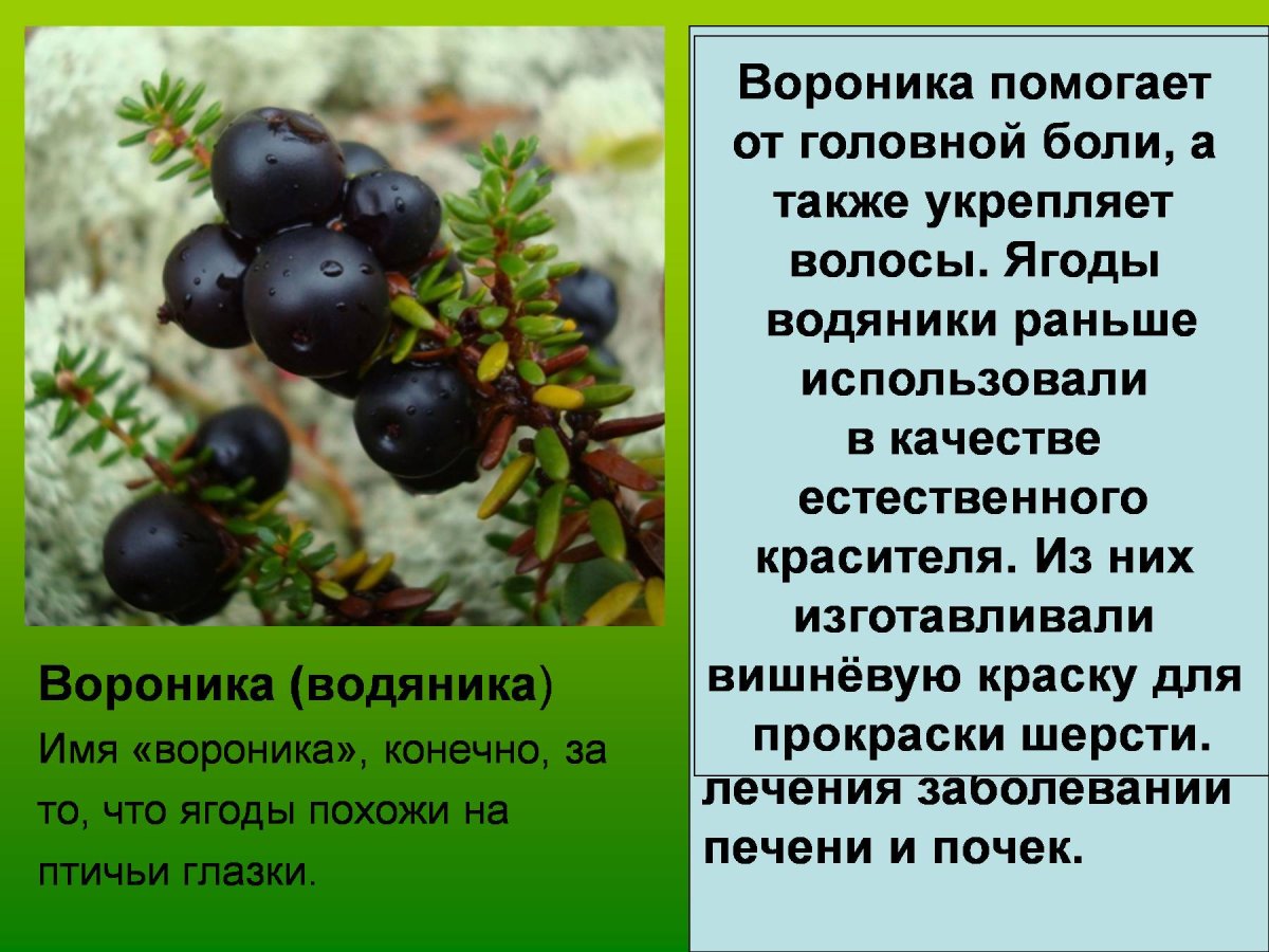 Вороника (водяника)