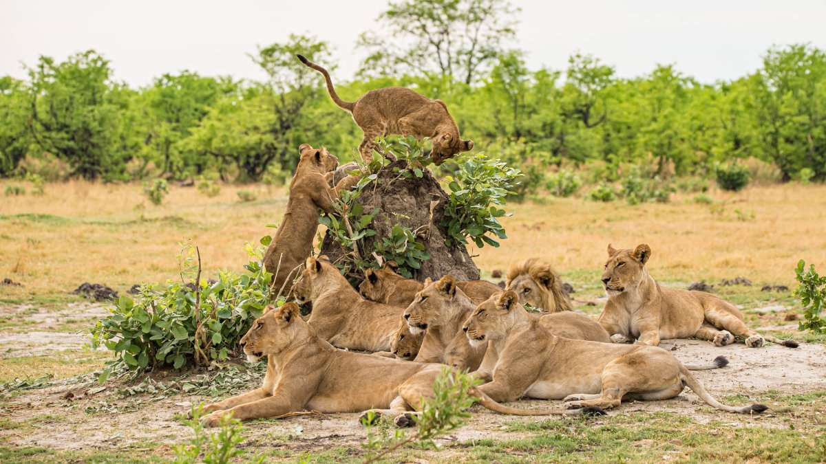 Сафари Wild Africa земля