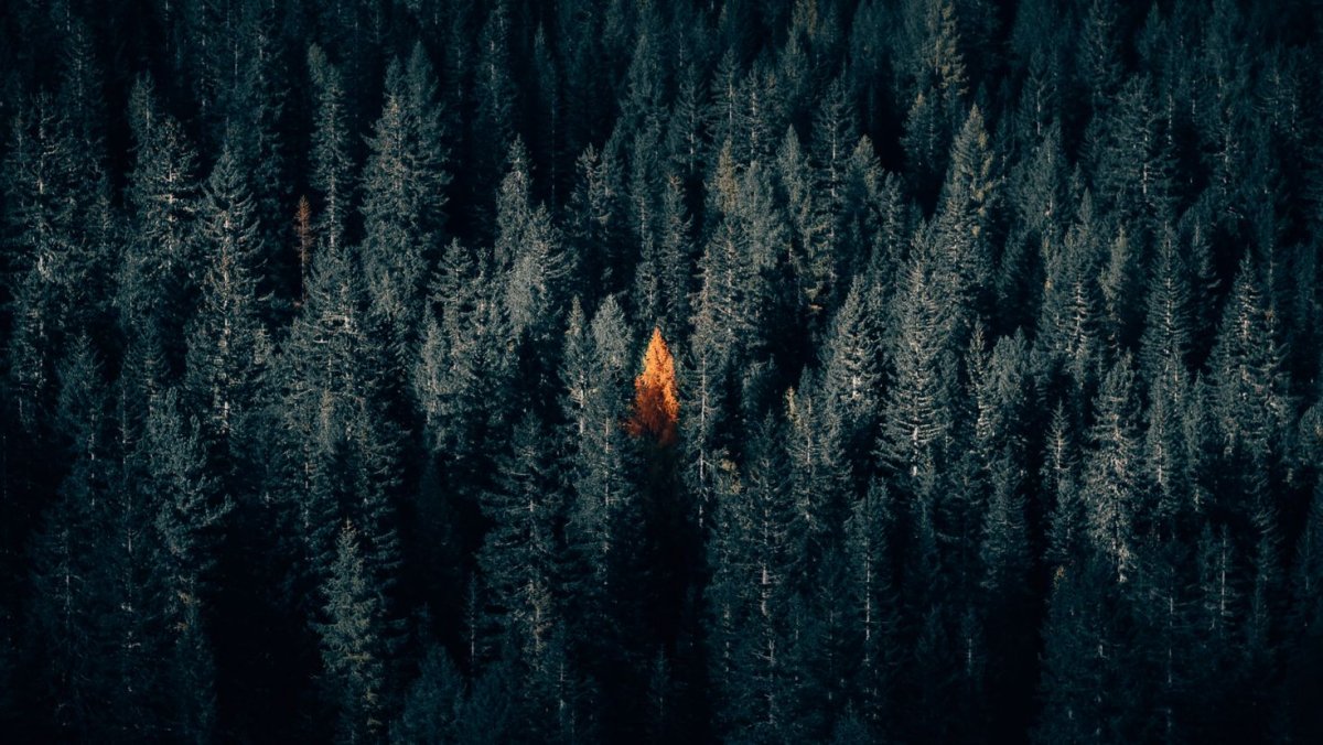 Лес Блэк Хиллс