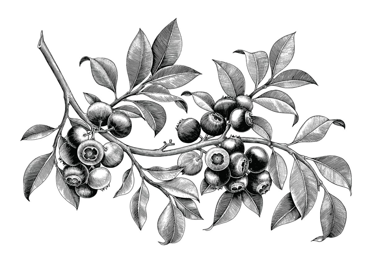 Черника эскиз