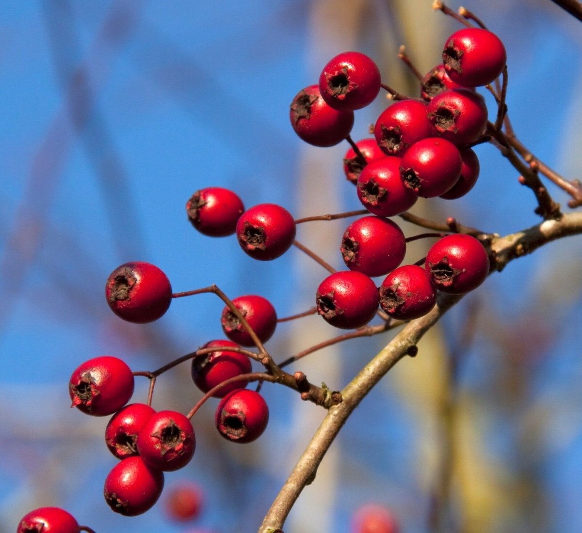 Hawthorn Berry