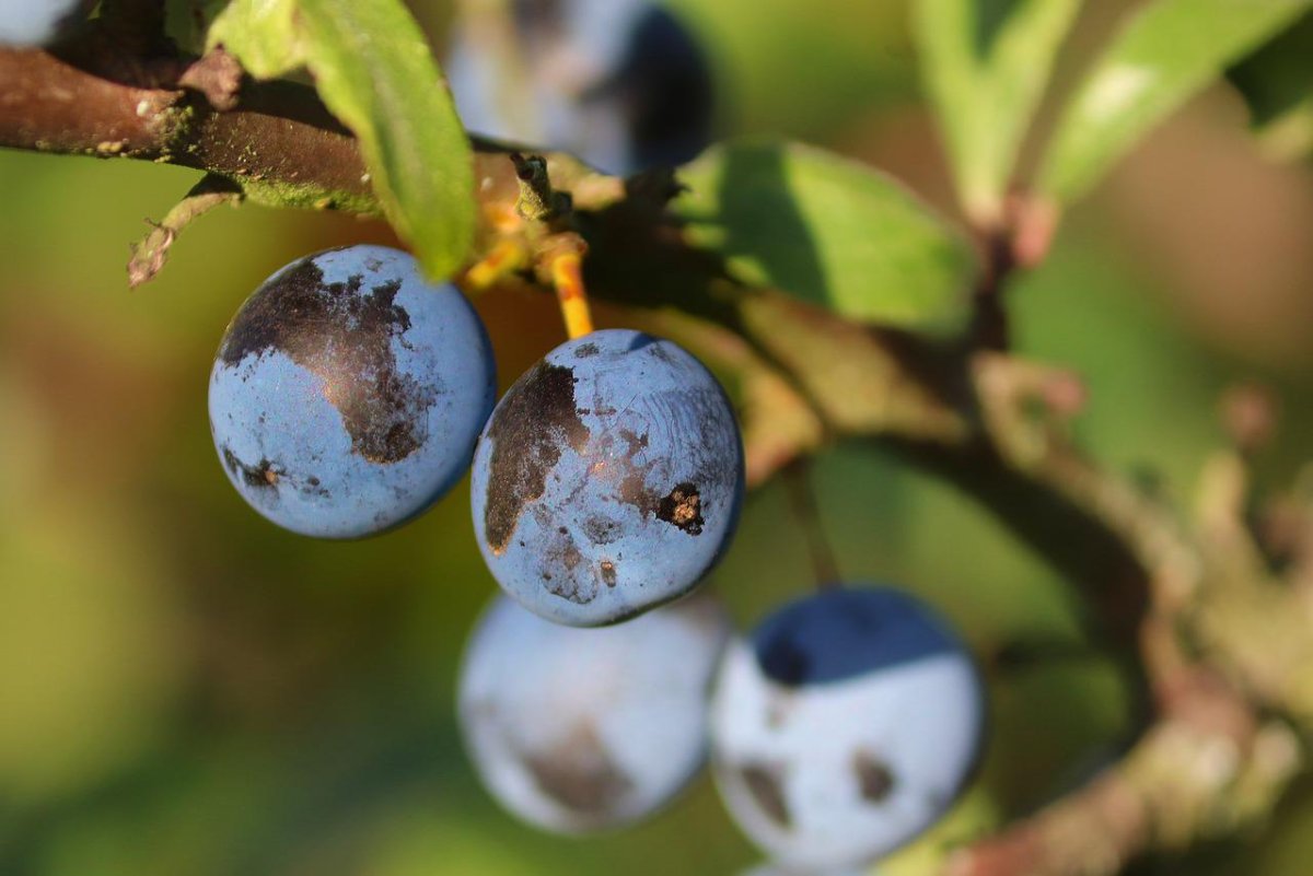 Терн (Prunus spinosa)