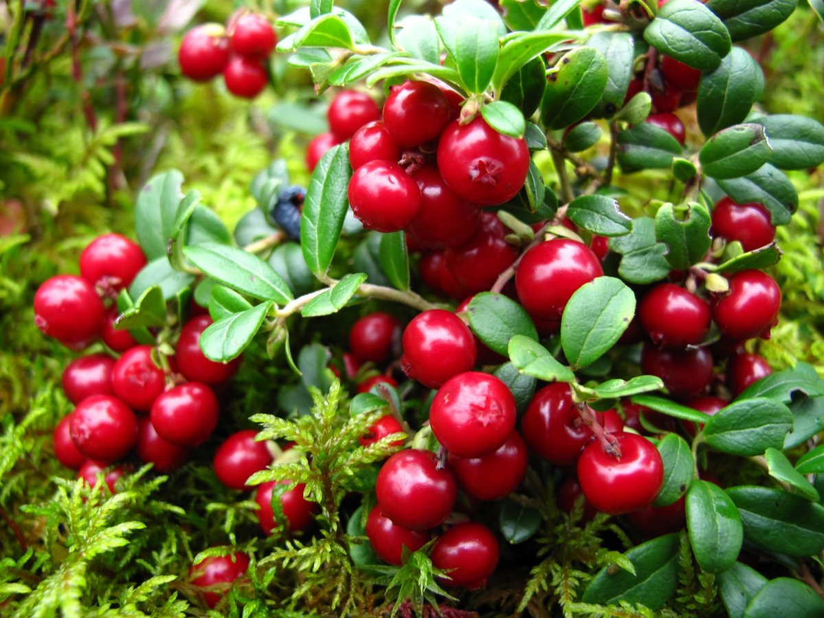 Клюква Болотная (Oxycoccus palustris)