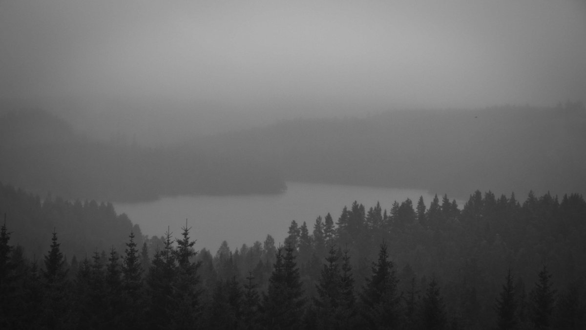 Серый лес в тумане