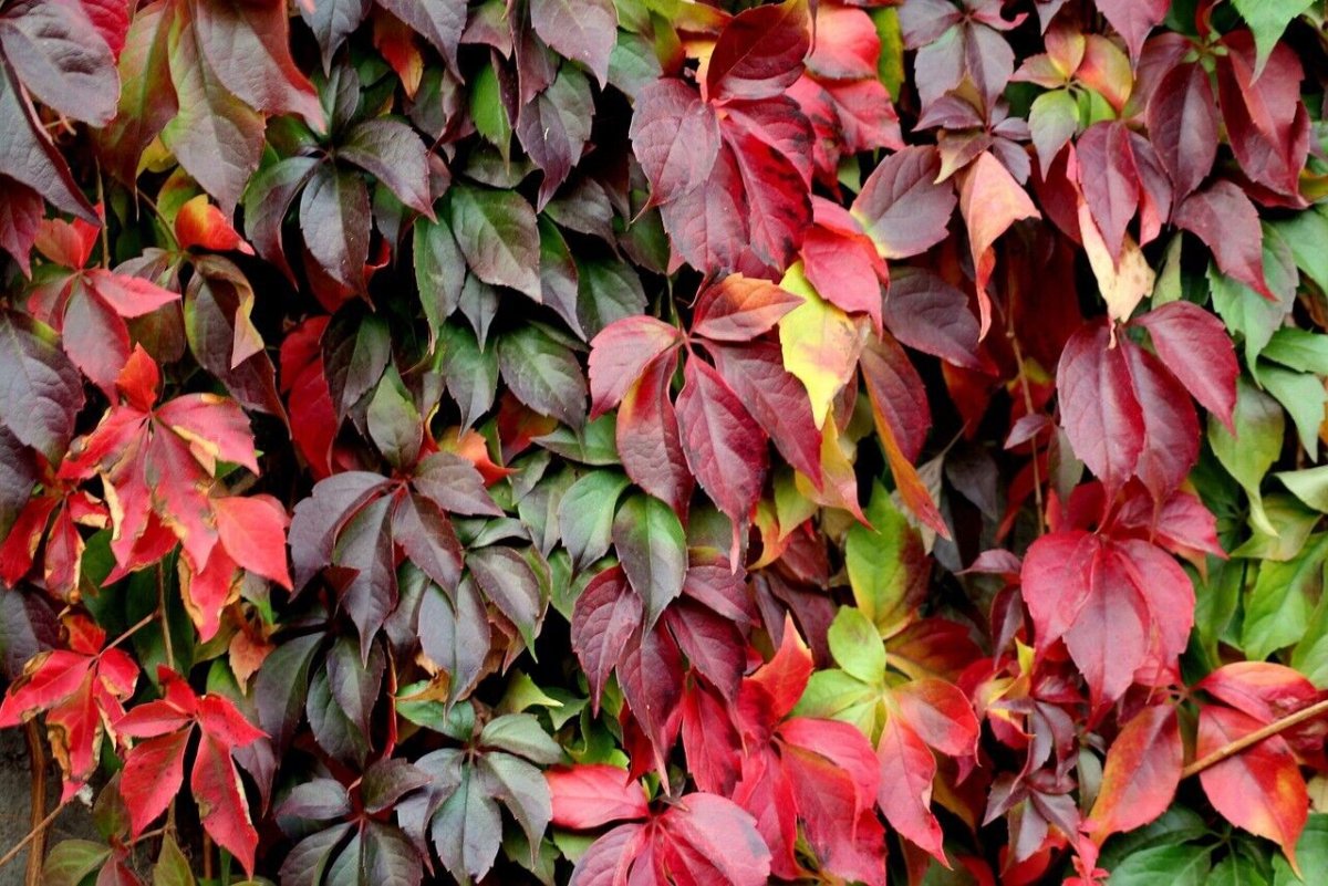 Виноград девичий/Parthenocissus