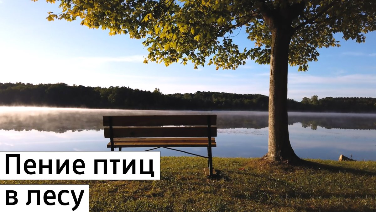 Шум воды и пение птиц для сна успокаивающая