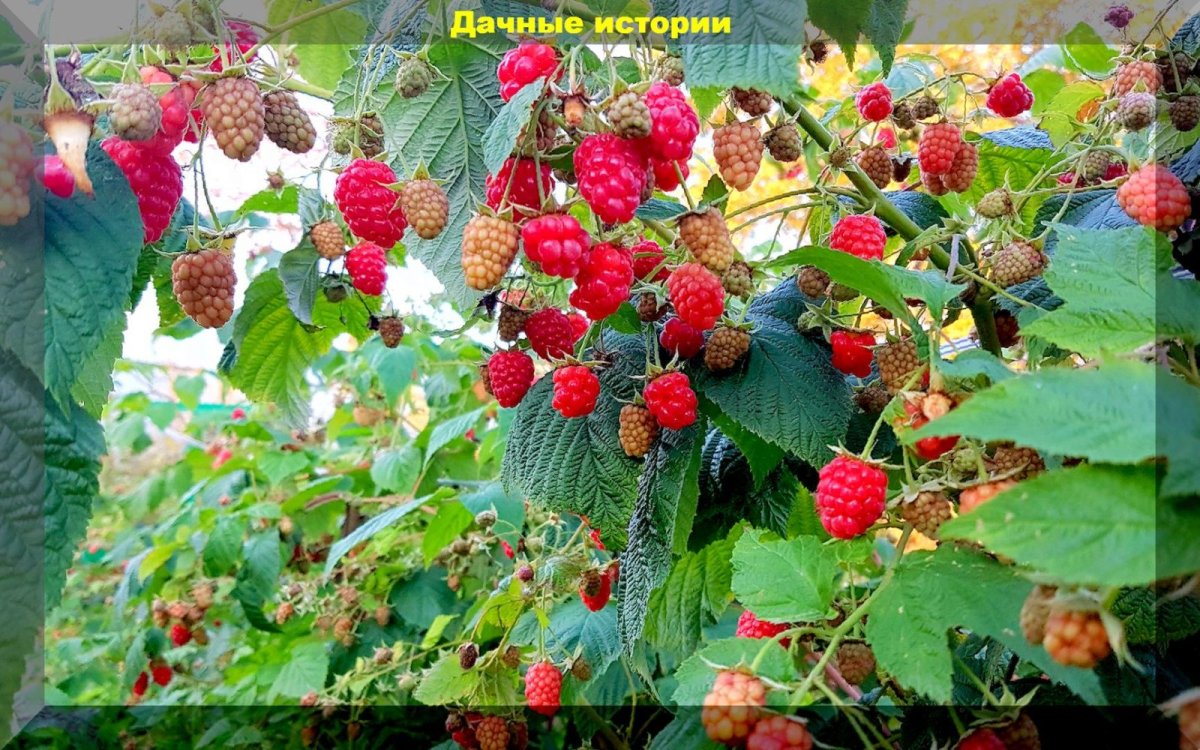 Малина Дачная