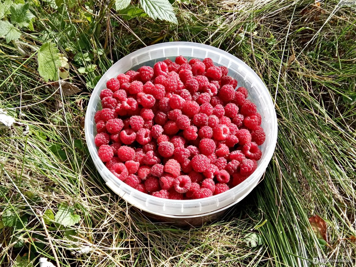 Tess малина голубика