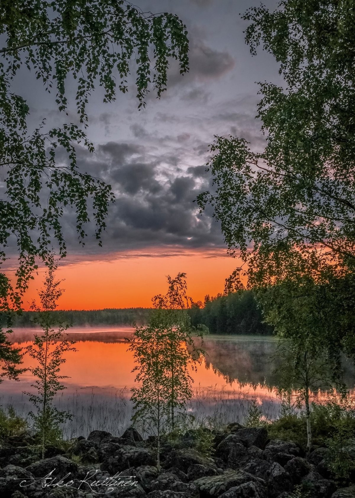 Вечер природа береза