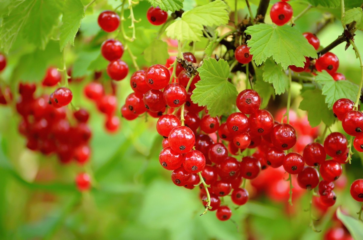 Смородина красная ribes rubrum "сахарная"