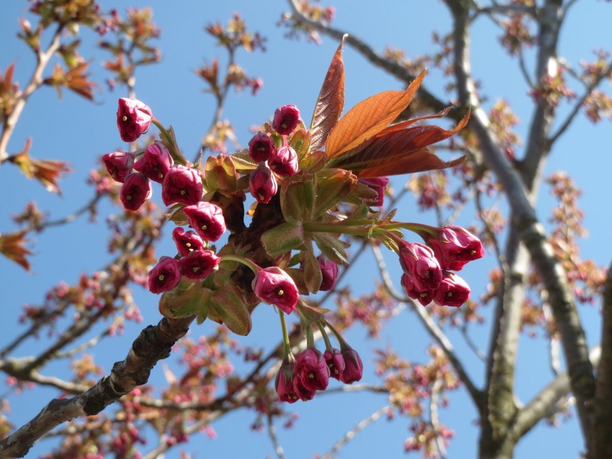 Вишня японская (Prunus Incisa Kojou-no-mai p9)