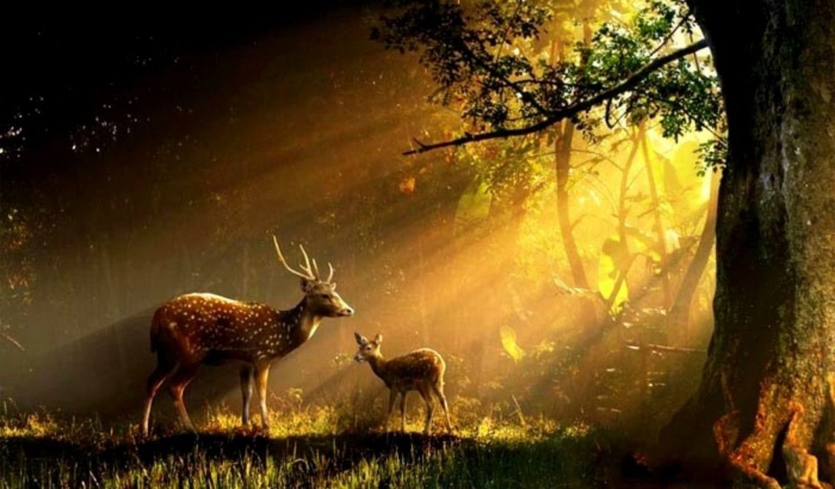 Сказочная природа с животными