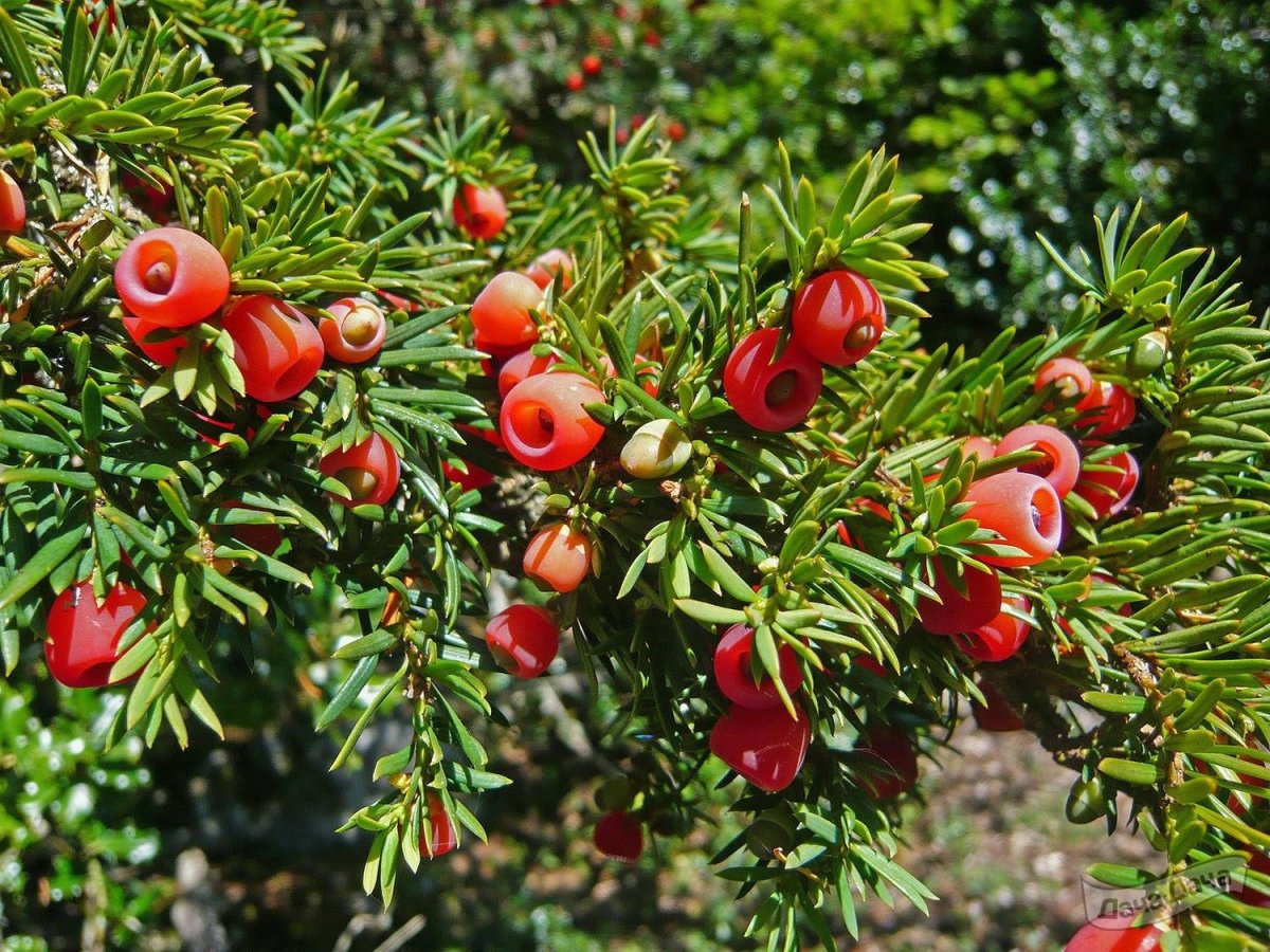 Тис остроконечный Taxus cuspidata